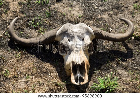 one buffalo skull in Okawango delta, Botswana