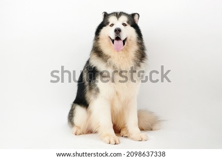 Similar – Image, Stock Photo Malamute dog standing on lake shore against water