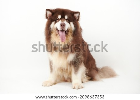 Similar – Image, Stock Photo Malamute dog standing on lake shore against water