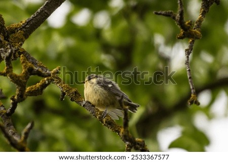 Similar – Image, Stock Photo A young blue tit drinks at a stream