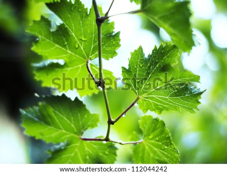 vine leafs and  rain