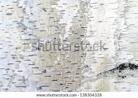 Birch bark  background