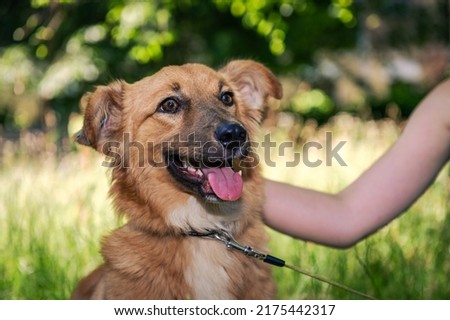 Similar – Foto Bild Glücklicher Mischlingshund geht auf der Straße