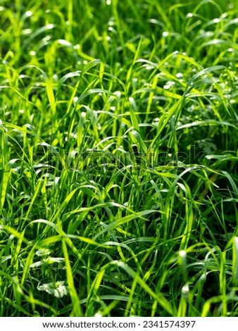 Similar – Image, Stock Photo nature meadow grasses close up with dew drops in the morning mist in black and white