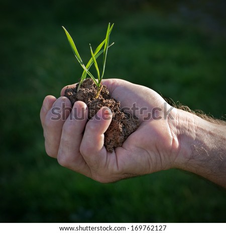wheat plant in hand