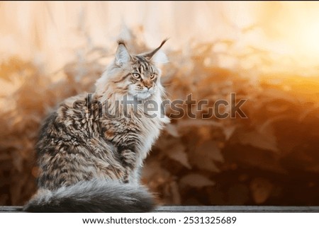 Similar – Image, Stock Photo This Maine Coon cat is curiosity personified. Something has caught her attention. She has it firmly in her sights.