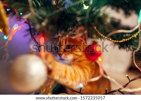 Similar – Image, Stock Photo Cat under the Christmas tree