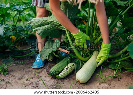 Similar – Image, Stock Photo Hand picking young zucchini fruit with blossom