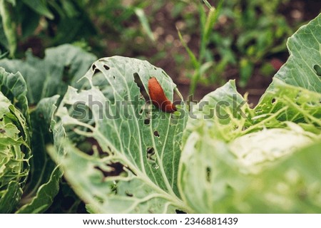 Similar – Image, Stock Photo A hungry cabbage white butterfly has buried its little head deep in the blossoms of the summer lily