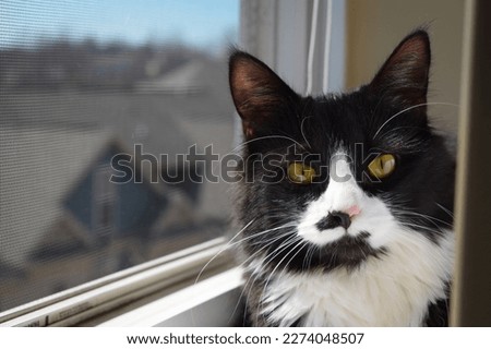 Similar – Image, Stock Photo curious tuxedo maine coon kitten  on yellow background