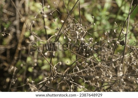 Similar – Image, Stock Photo Extreme drought Flower