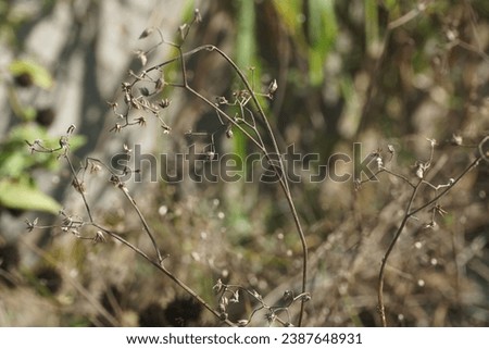 Similar – Image, Stock Photo Extreme drought Flower
