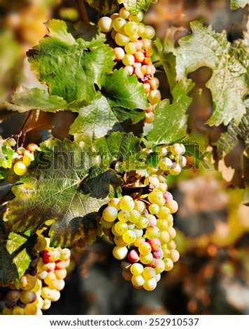 Vineyards in autumn harvest. Ripe grapes in fall.
