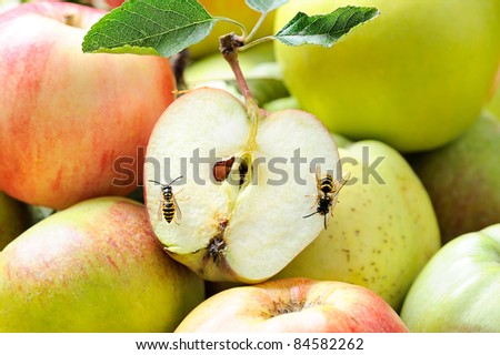 two wasps on a half apple with many apples in the background