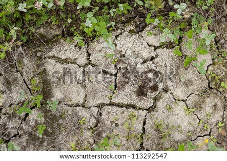 Sparse, small vegetation on the cracked earth. The origins of life. Dry weather.