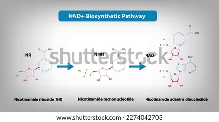 NAD＋Biosynthetic Pathway - From NR to NMN to NAD+ Vector illustration