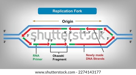Replication Fork is the region of DNA where the replication process is taking place. Vector Illustration
