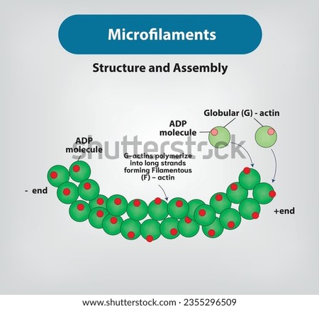 Microfilaments are double-stranded
molecules of polymerized fibrous (F) actin; Vector and illustration