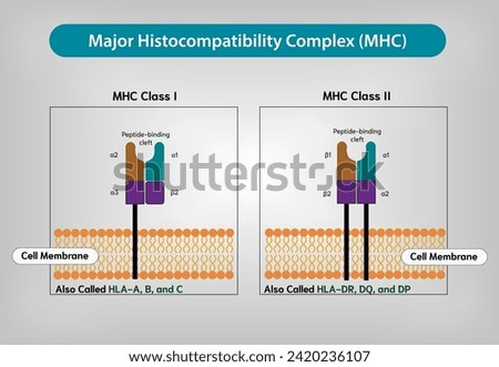 Major histocompatibility complex (MHC) - MHC Class I VS MHC Class II vector and illustration