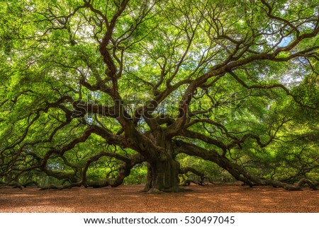 Angle Oak Tree in Johns Island, South Carolina.  ストックフォト © 