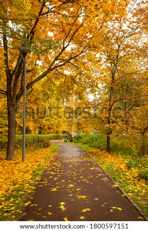 Colorful Seasonal Autumn With Wet Asphalt Road Way And With Listopad In Landscaped Scenic Park. Zdjęcia stock © 
