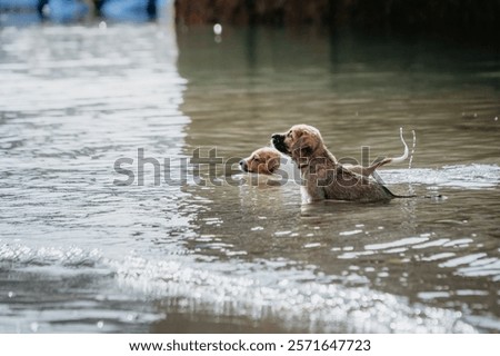 Similar – Image, Stock Photo Cute dog near sea beach