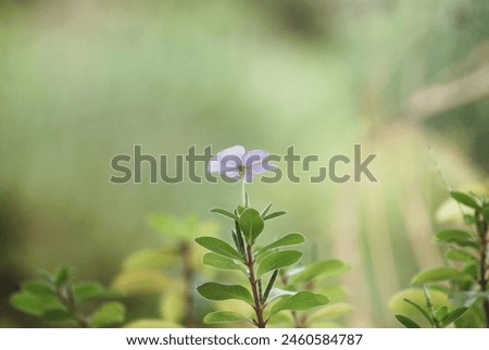 Similar – Image, Stock Photo A small ant visits her friend the cornflower, which will soon bloom in a beautiful cornflower blue