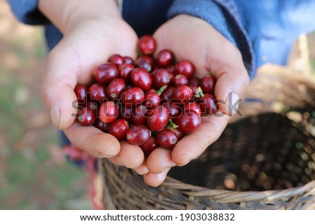 organic arabica coffee harvest farmer hand in farm.harvesting Robusta and arabica  coffee berries by agriculturist hands,Worker Harvest arabica coffee berries on its branch, harvest concept.