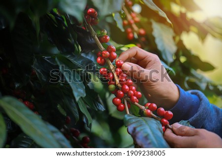 organic arabica coffee with farmer harvest in farm.harvesting Robusta and arabica  coffee berries by agriculturist hands,Worker Harvest arabica coffee berries on its branch, harvest concept.
