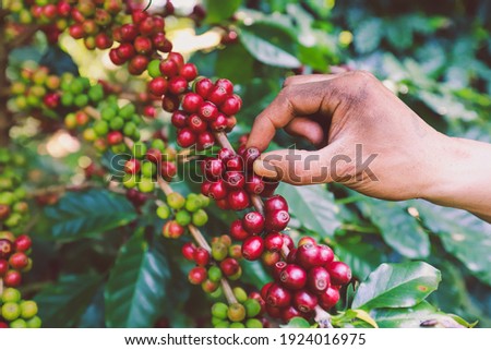 hand plantation coffee berries with farmer harvest in farm.harvesting Robusta and arabica  coffee berries by agriculturist hands,Worker Harvest arabica coffee berries on its branch, harvest concept.
