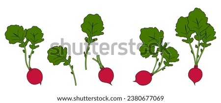 Set of radishes for design, flyers, posters, postcards. Whole, with leaves and branches. Radishes with tops. Fresh organic, dietary, vegetarian vegetables. Radish in flat style. vector illustration	