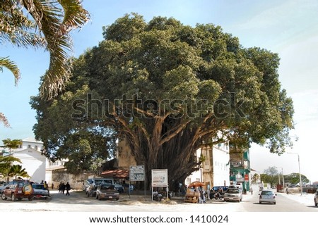 Centenary tree in Stone Town, tanzania, Africa