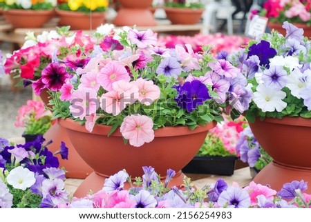 Similar – Image, Stock Photo flowering petunias