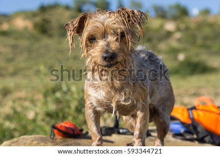 Top Wet Dog Foods For Small Dogs With Limited Ingredient Top Wet Dog Foods For Small Dogs With Limited Ingredient