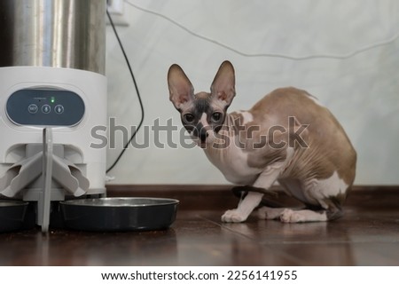 Similar – Image, Stock Photo Hairless cat sitting near crop owners