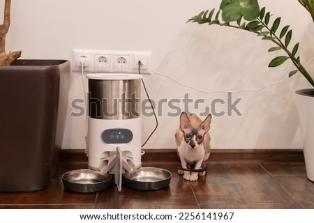 Similar – Image, Stock Photo Hairless cat sitting near crop owners