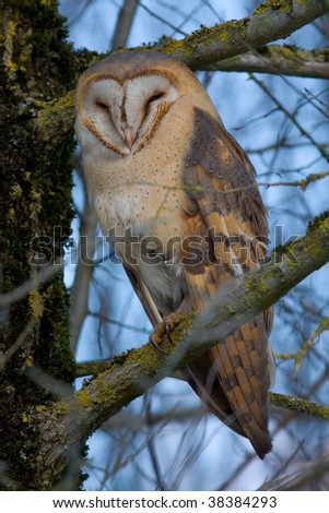 wild barn owl  in the morning - Tyto alba