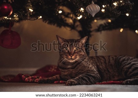 Similar – Image, Stock Photo Cat under the Christmas tree