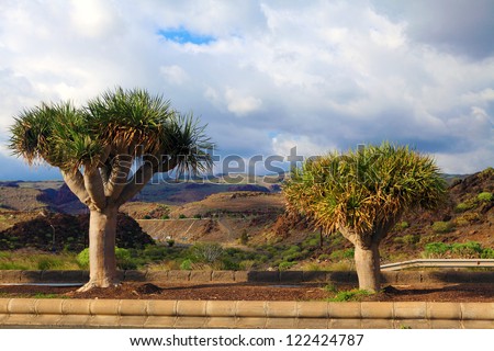 Sub tropical trees against arid landscape