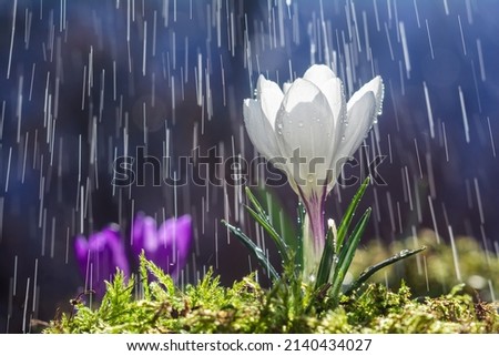 Similar – Image, Stock Photo Flowery Crocus flowers