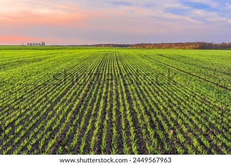 Similar – Image, Stock Photo Beautiful green field. Winter cereal and blue, cloudy autumn sky