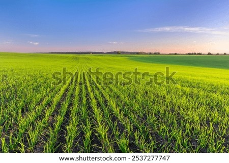 Similar – Image, Stock Photo Beautiful green field. Winter cereal and blue, cloudy autumn sky