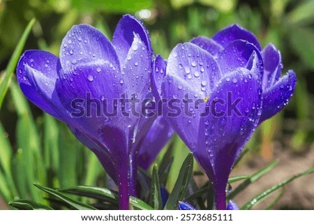 Similar – Image, Stock Photo Gently blue crocuses. Crocus bush. Macro.