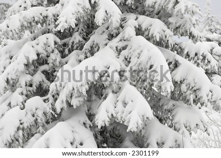 Winter fir tree branches with snow without sky. White background. Fairy tale of winter forest. Cold weather. Horizontal view.