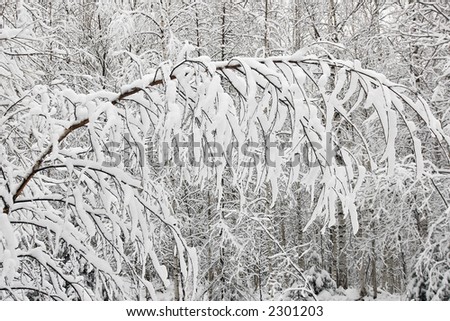 Winter branches with snow without sky. White background. Fairy tale of winter forest. Cold weather. Horizontal view.