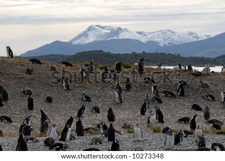 Many penguins near Ushuaia. Island near Ushuaia. Tierra Del Fuego, Argentina