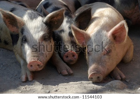 Three lying pigs