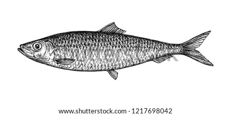 Ink sketch of herring. Hand drawn vector illustration of fish isolated on white background. Retro style.