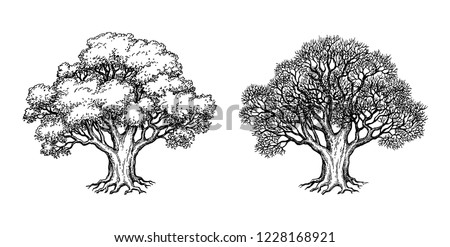 Ink sketch of two oaks. Winter and summer tree. Hand drawn vector illustration isolated on white background. Retro style. ストックフォト © 
