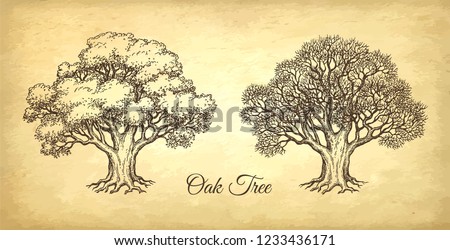 Ink sketch of two oaks. Winter and summer tree. Hand drawn vector illustration on old paper background. Retro style. ストックフォト © 